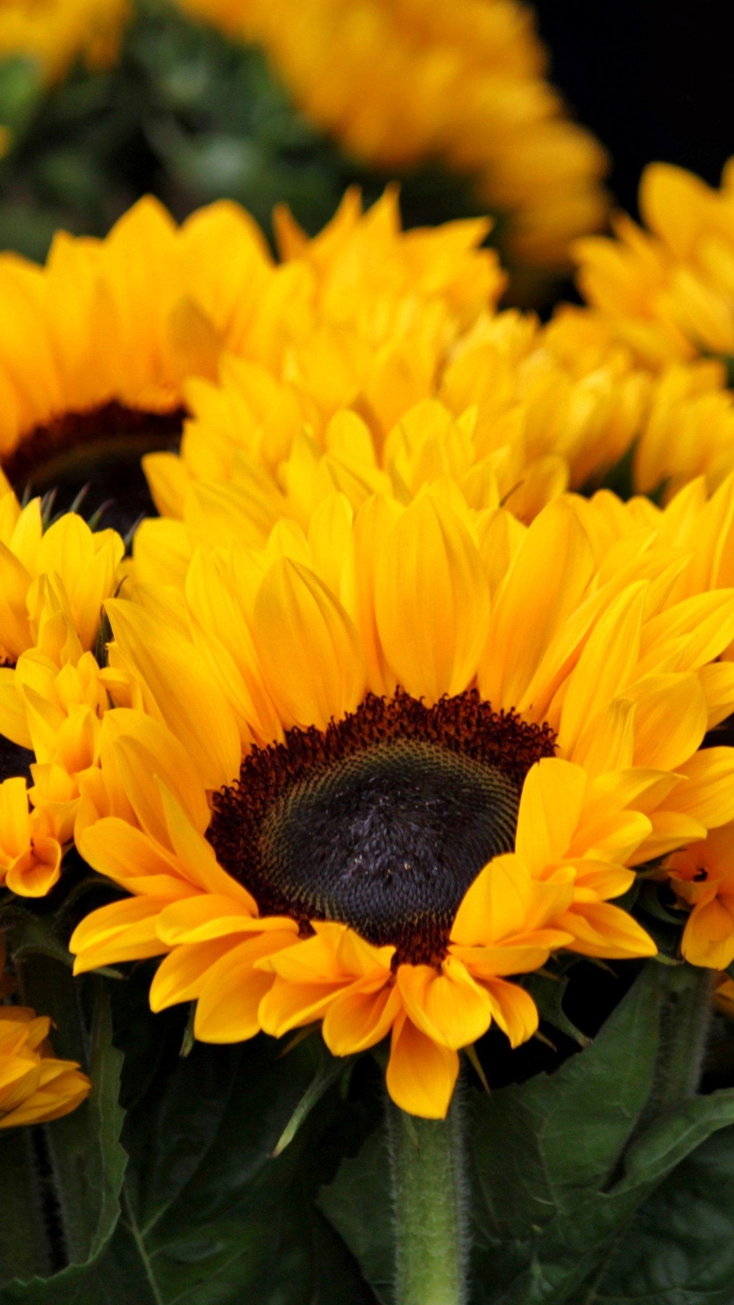 1440x2560 Sunflowers Wallpaper, Android & Desktop Background, Phone