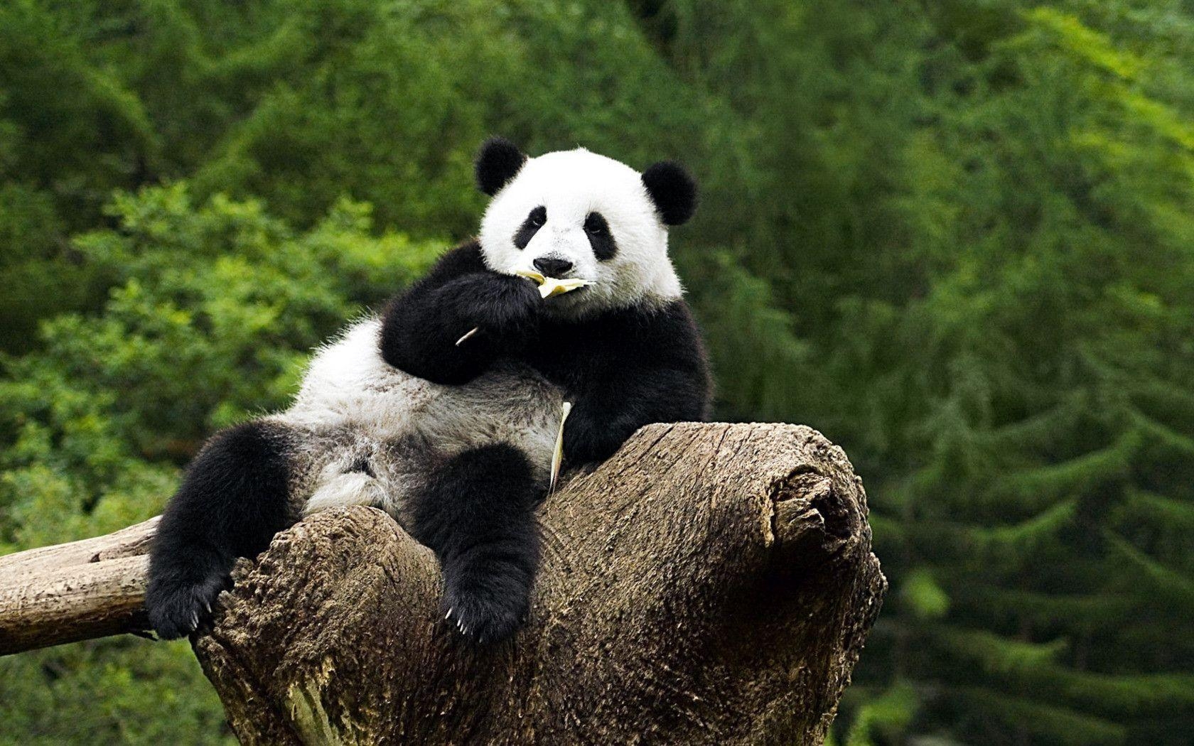 1680x1050 Panda Bear Wallpaper Image & Picture, Desktop