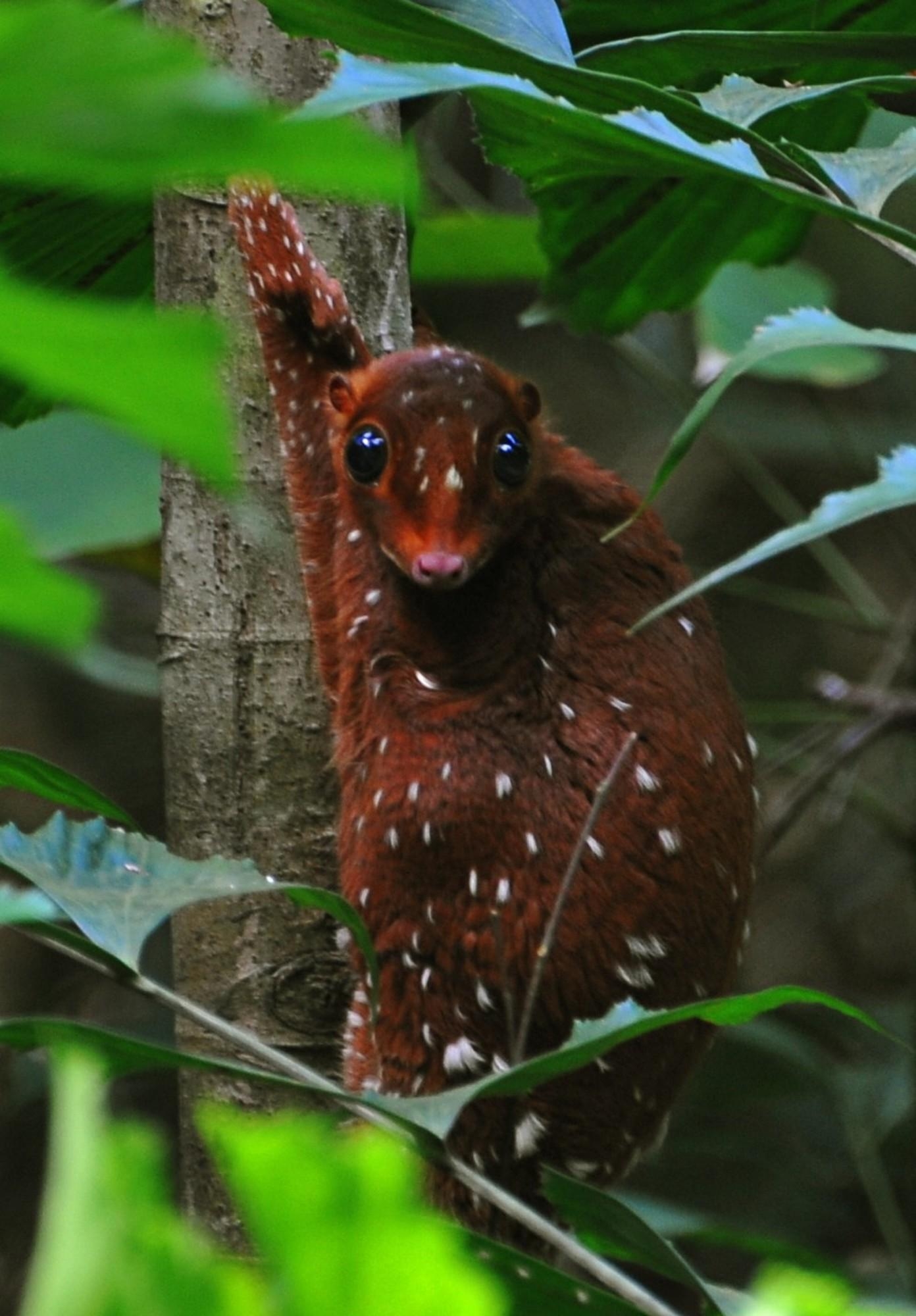 1400x2000 The Sunda flying lemur is not a lemur and does not fly. It's, Phone