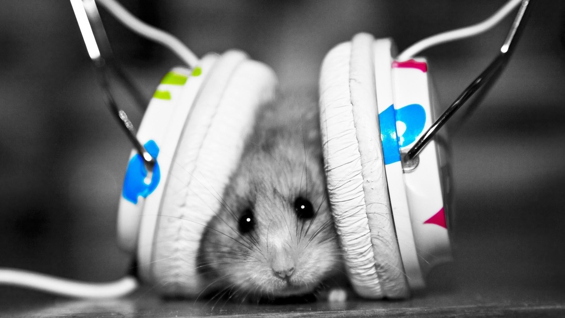 1920x1080 Mouse with Headphones HD Wallpaper FullHDWpp HD, Desktop