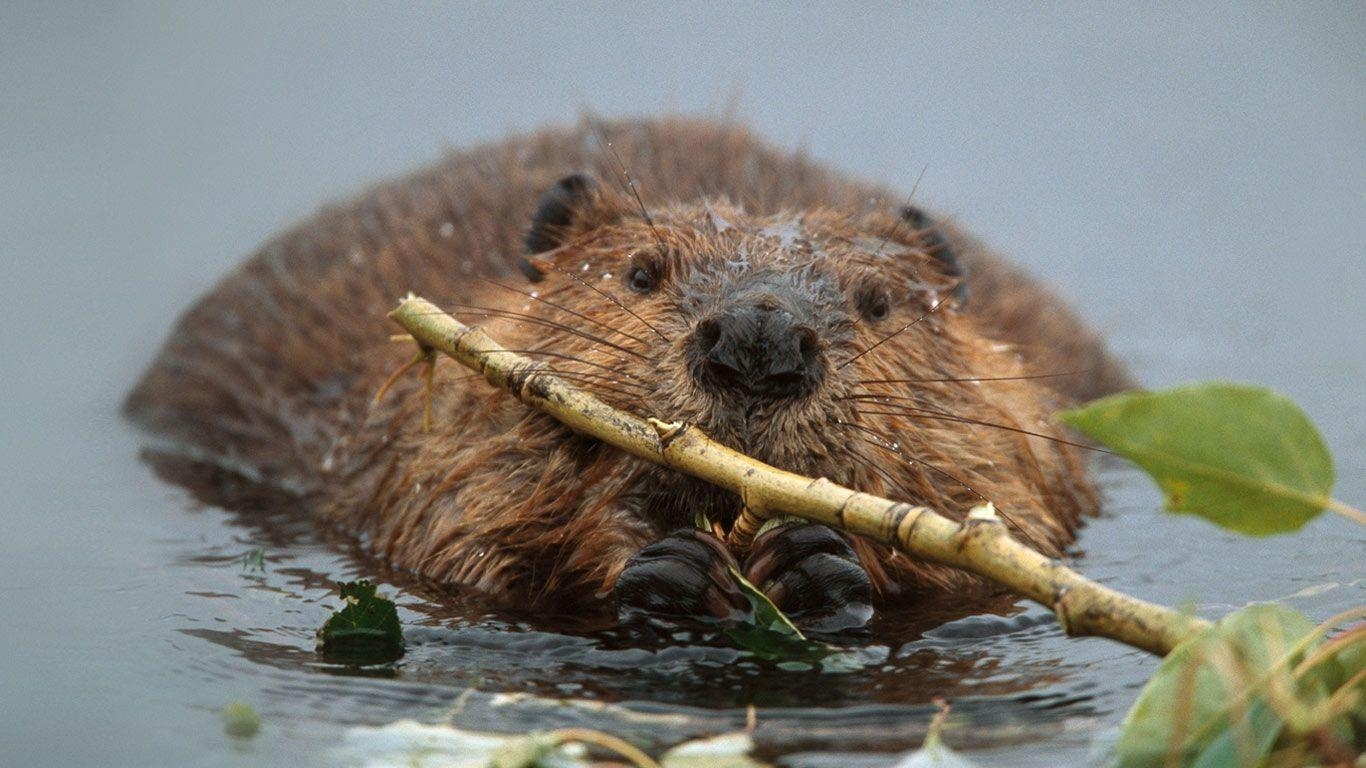 1370x770 Bing Image Archive: North American beaver in Denali National Park, Desktop