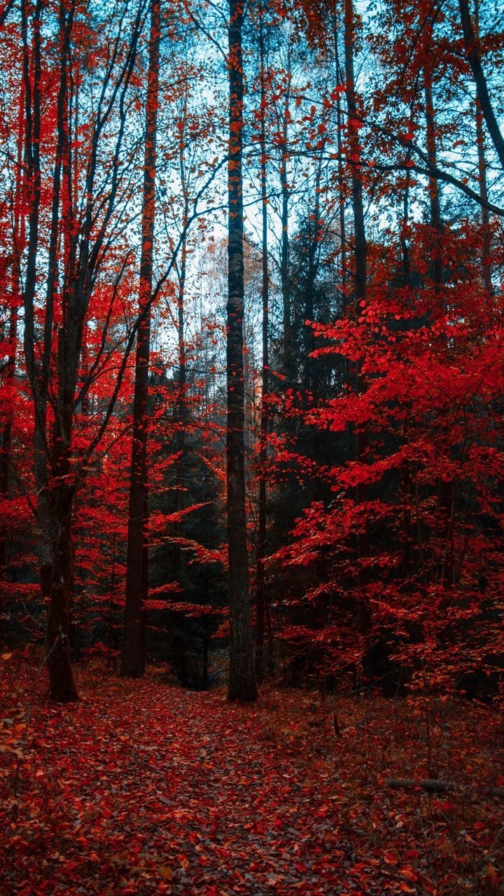 720x1280 Wallpaper Autumn, Forest, Trees, Foliage, Autumn Colors, Phone