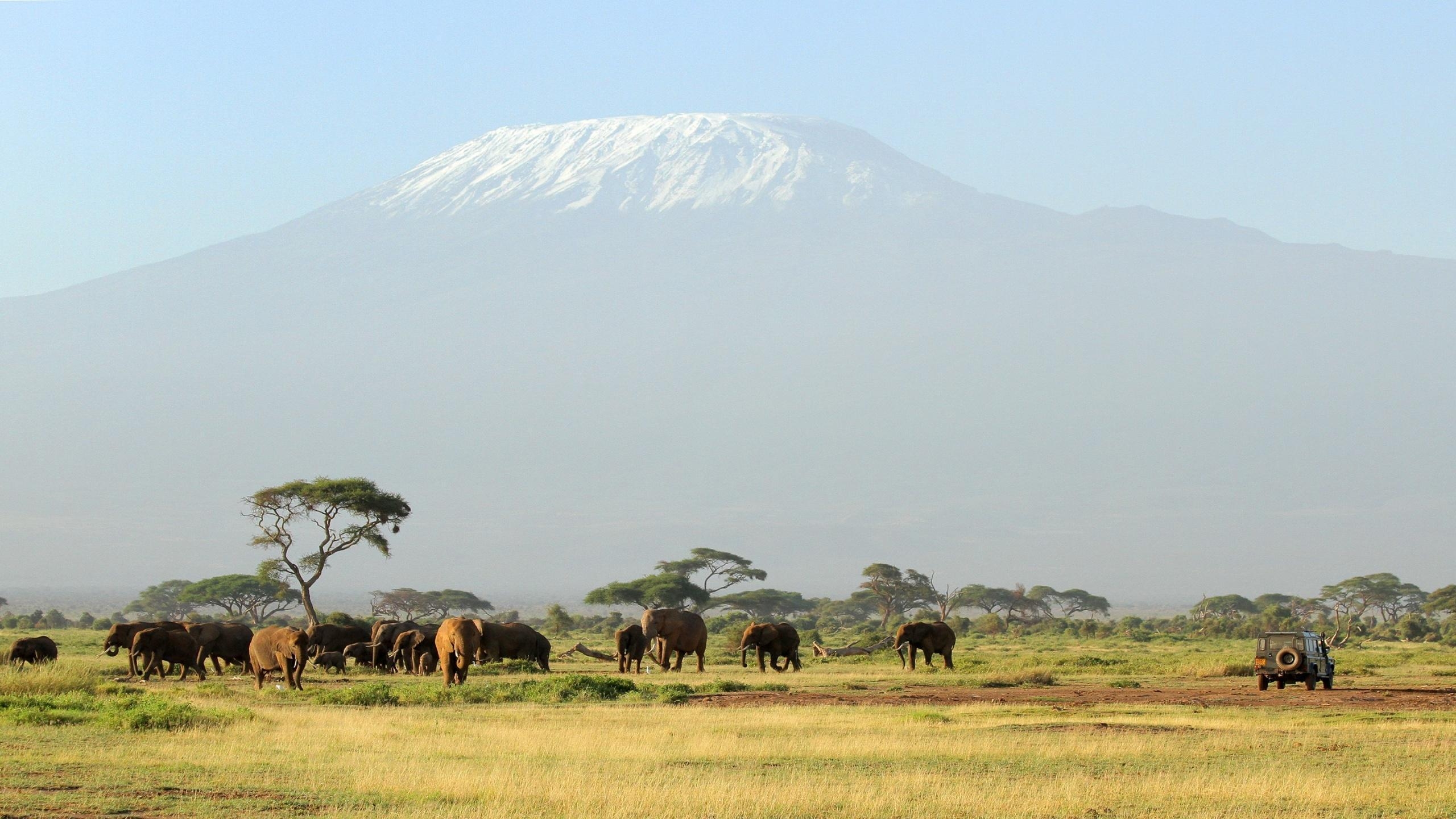 2560x1440 Kilimanjaro Safari HD desktop wallpaper, Widescreen, High, Desktop