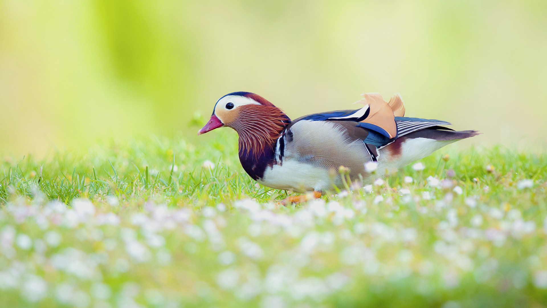 1920x1080 mandarin duck desktop wallpaper, Desktop