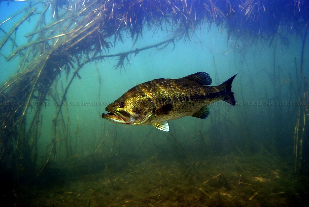 1200x810 Free download Largemouth Bass Largemouth bass framed by [] for your Desktop, Mobile & Tablet. Explore Smallmouth Bass Wallpaper. Bass Guitar Wallpaper, Fishing Desktop Wallpaper, Fish Wallpaper for Walls, Desktop