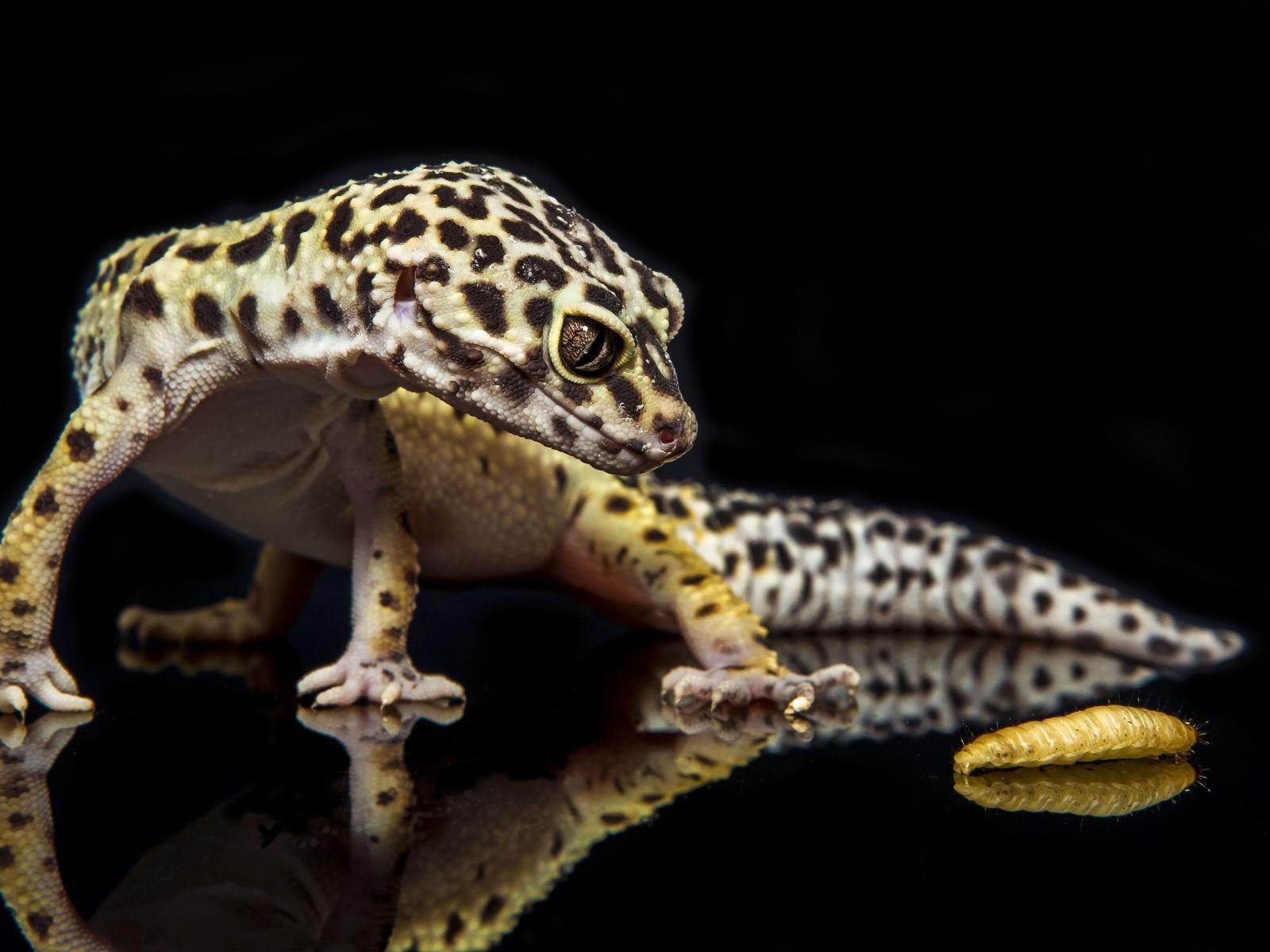 1600x1200 Gecko Wallpaper 5 X 3263, Desktop