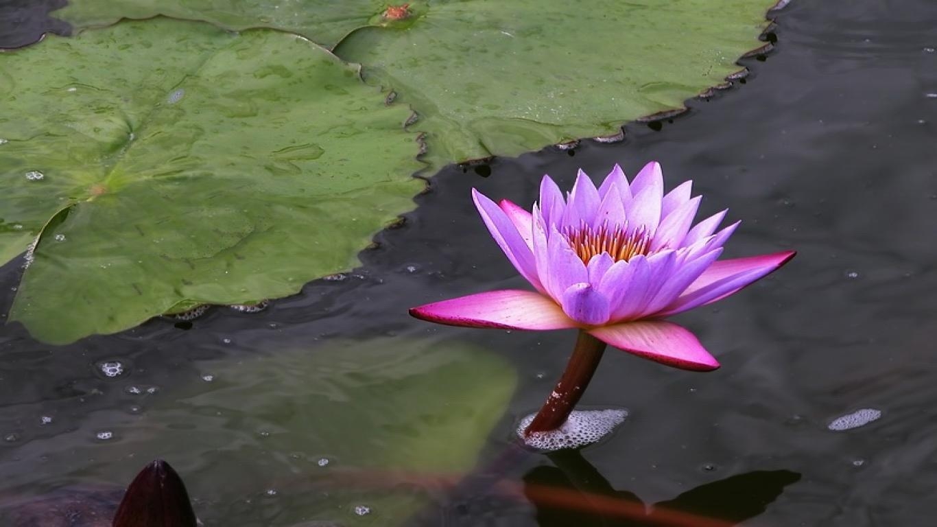 1370x770 Lotus flower wallpaper flower flower wallpaper HD, Desktop