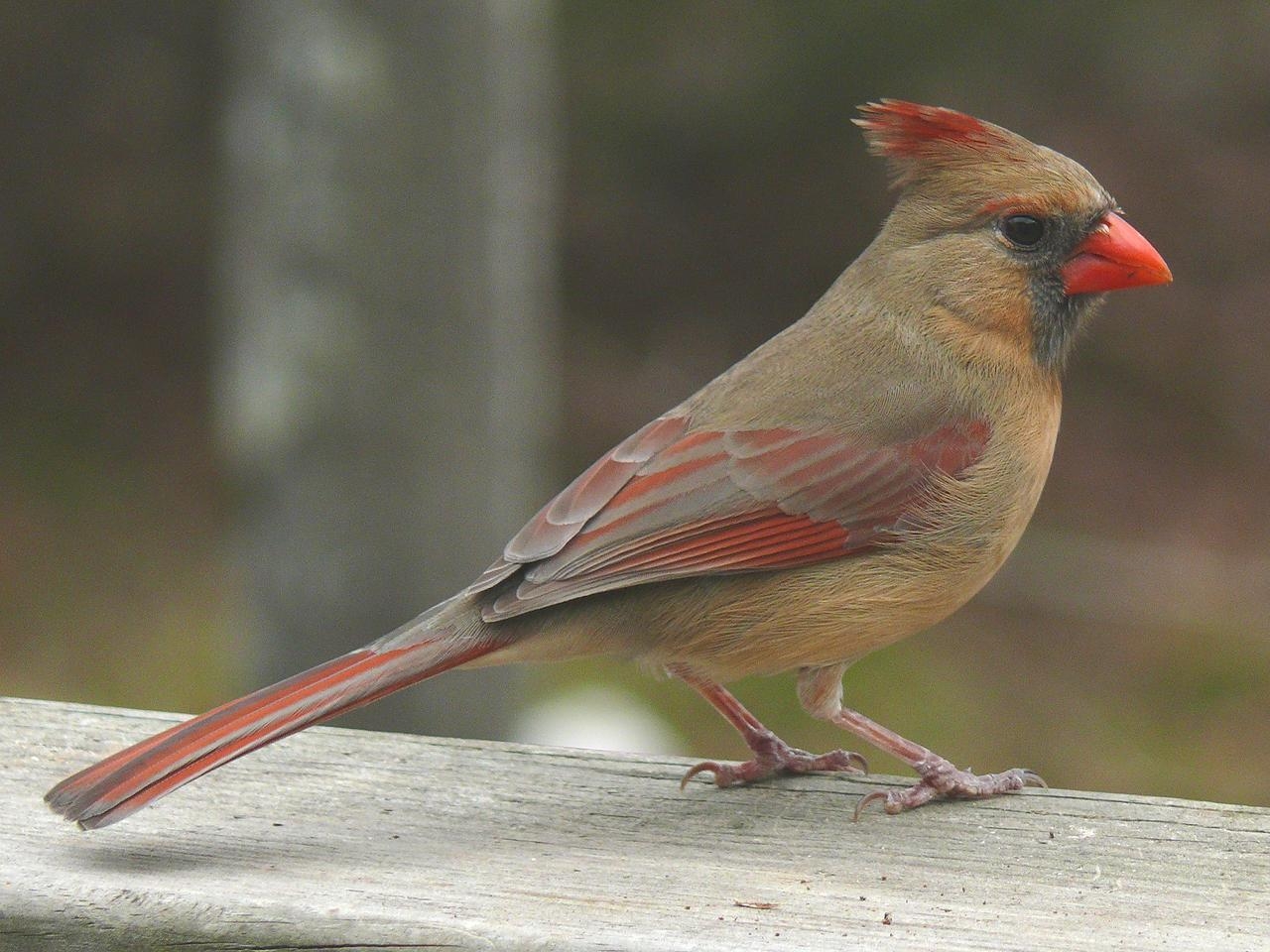 1280x960 Birding Buddies: Northern Cardinal, Desktop