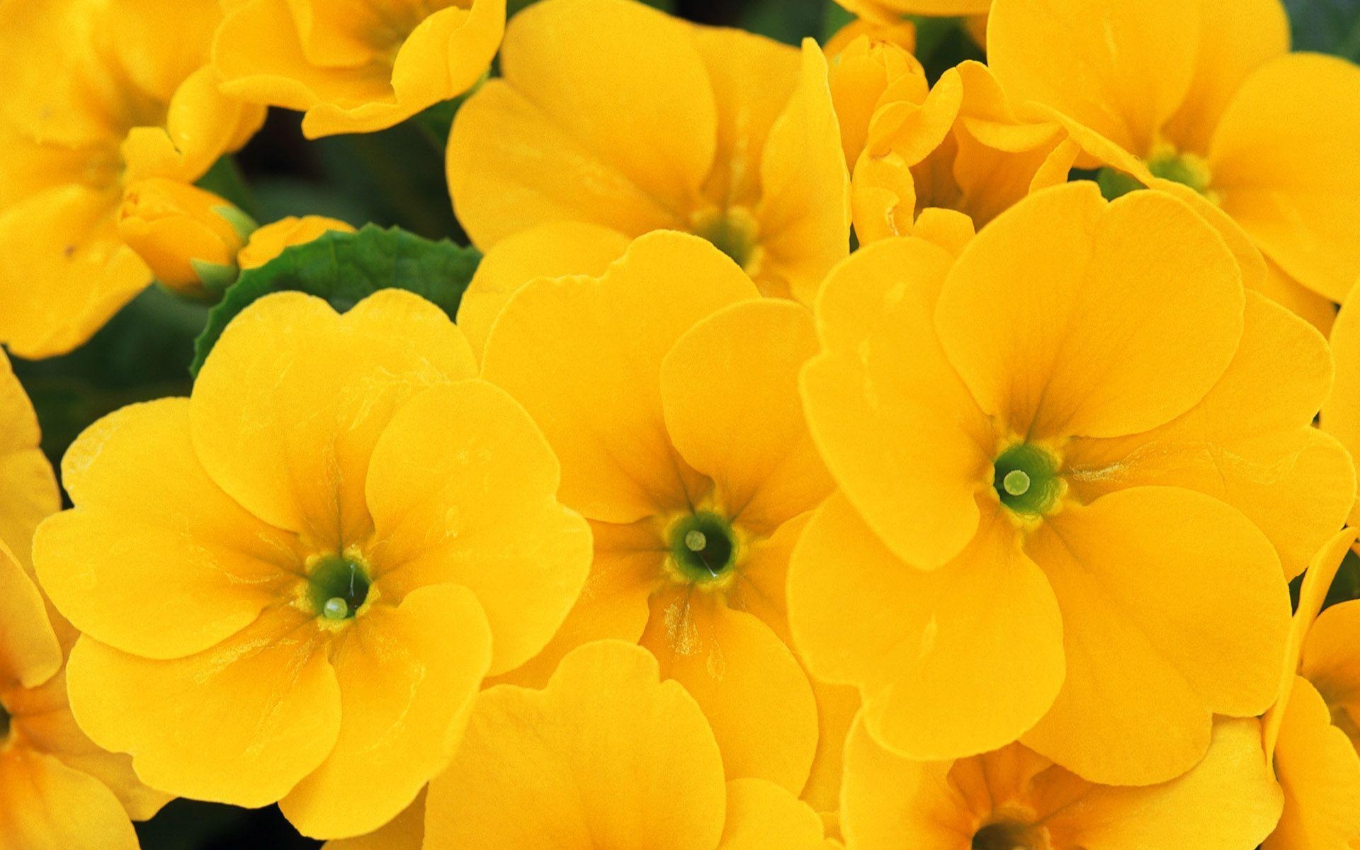 1920x1200 Yellow Flowers Wallpaper 16770  px, Desktop