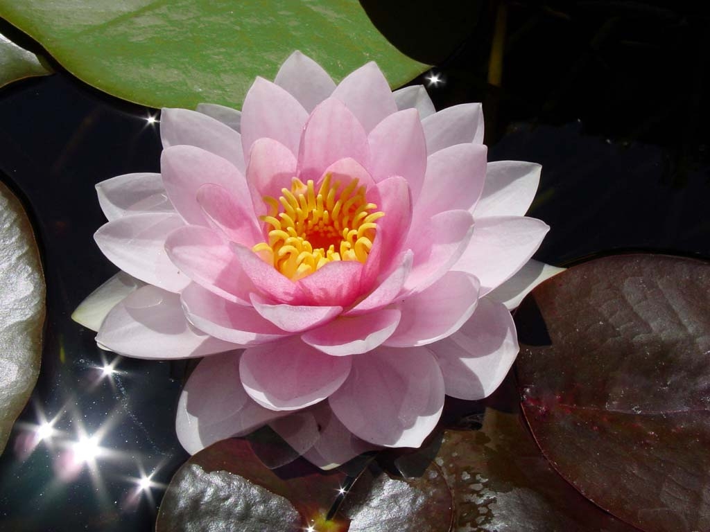 1030x770 Water lilies, Desktop