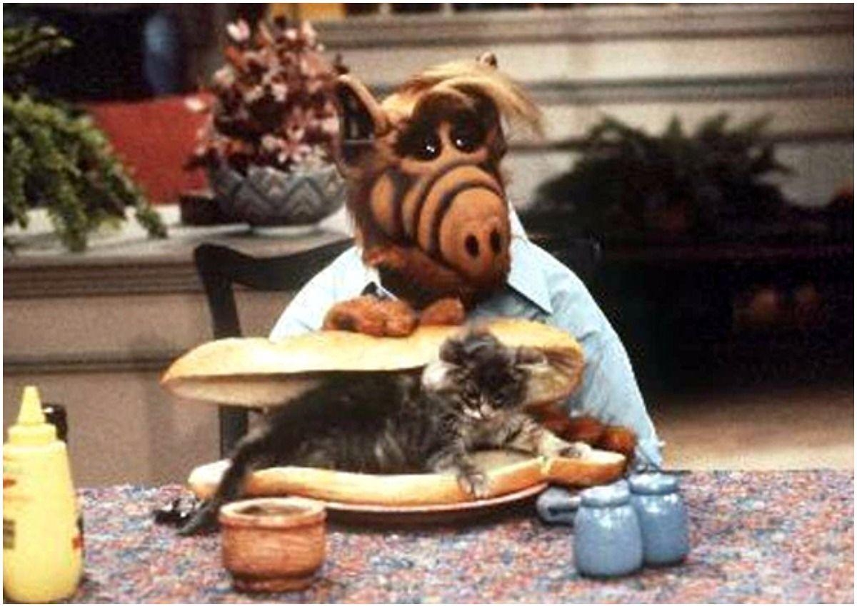 1200x850 Things You Didn't Know About Alf That Would Make Our Favorite, Desktop