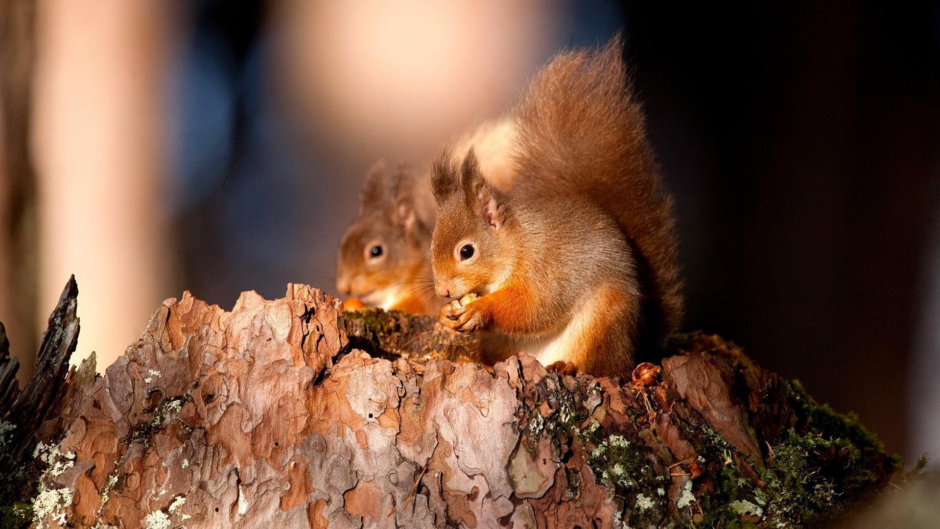 1920x1080 Squirrel Wallpaper 34487  px HDWallSource, Desktop