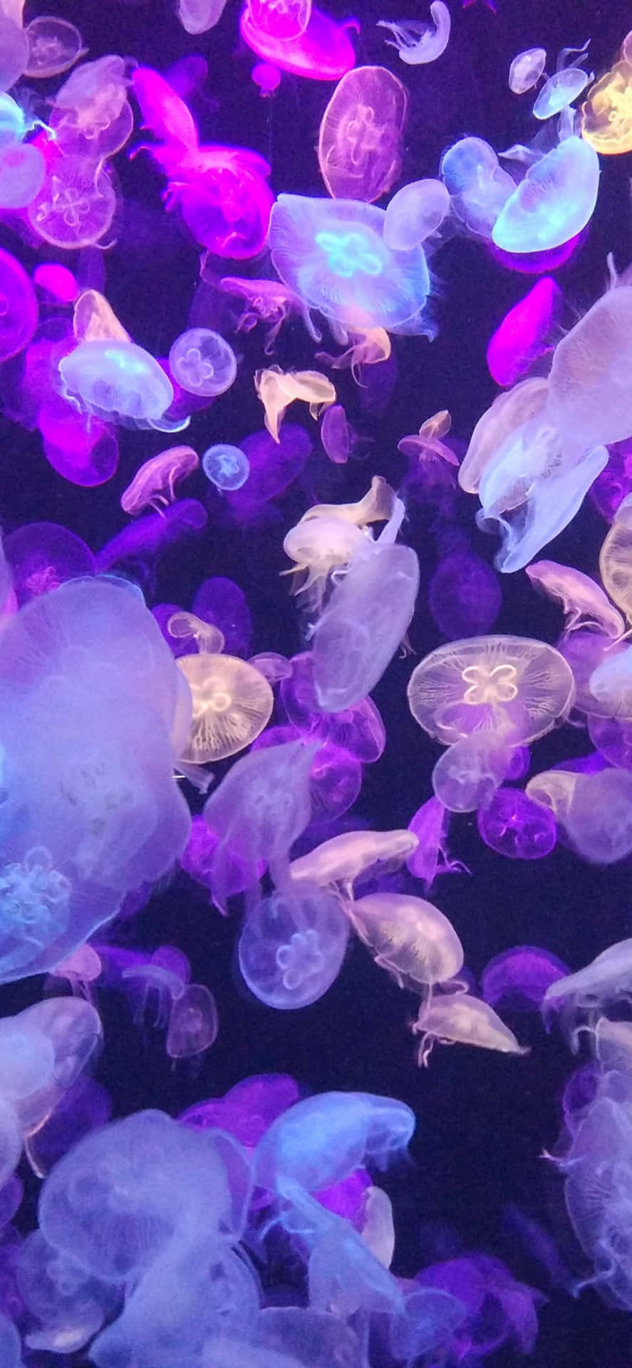 890x1920 Download Purple Jellyfish Underwater iPhone Wallpaper, Phone