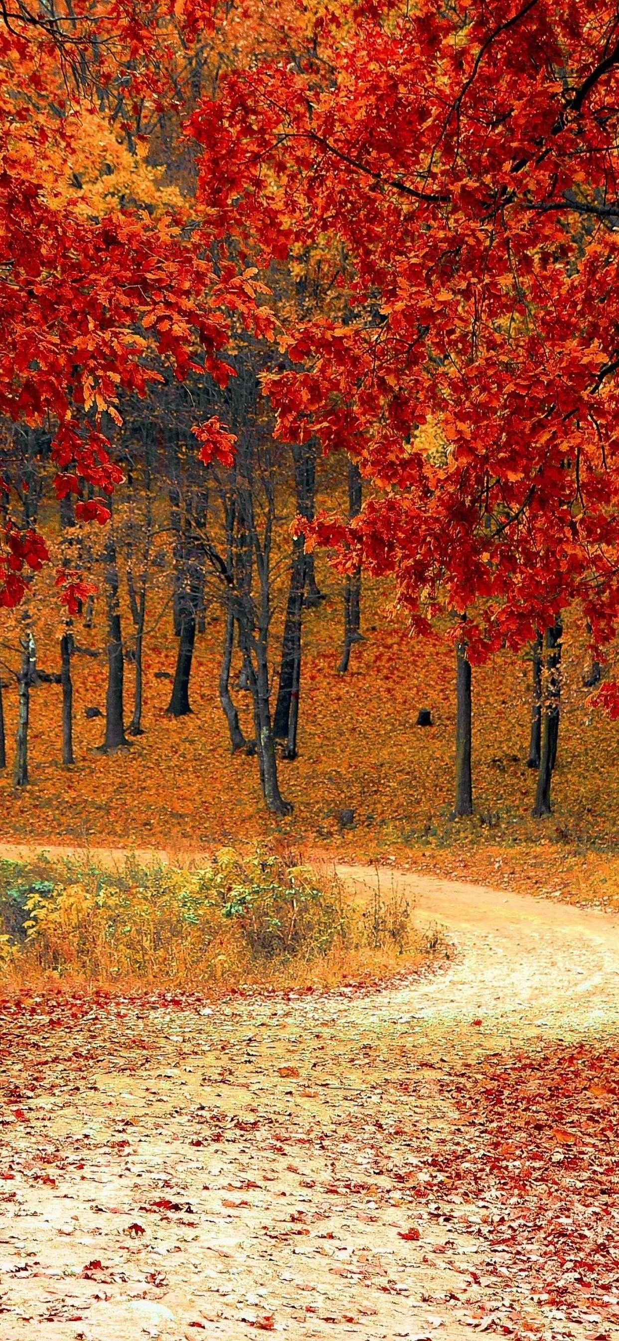 1250x2690 Autumn Trees Forest 4K 3840x2160 Wallpaper, Phone