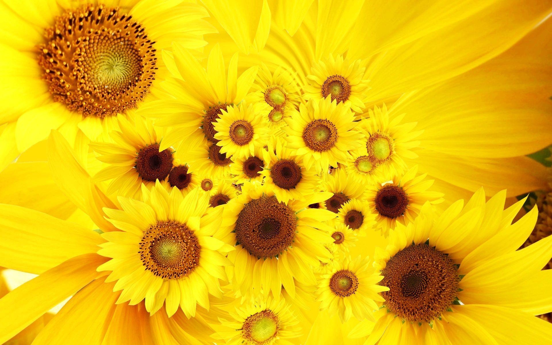 1920x1200 Sunflowers Wallpaper Full HD, Desktop