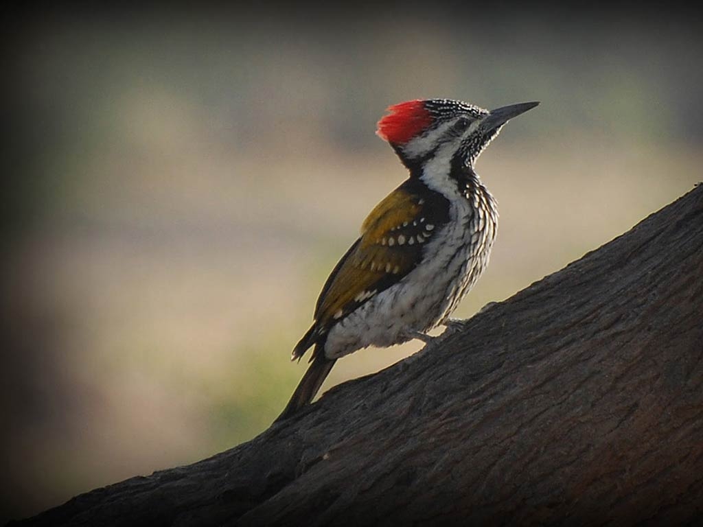 1030x770 Woodpecker Wallpaper, Desktop