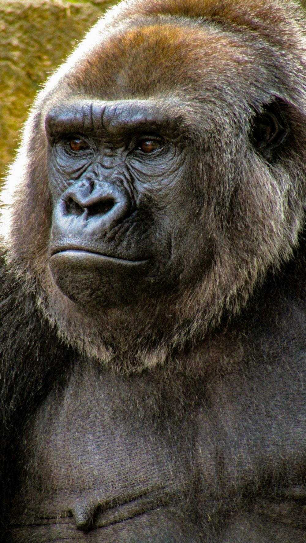 1000x1780 Gorilla Picture. Download Free Image, Phone