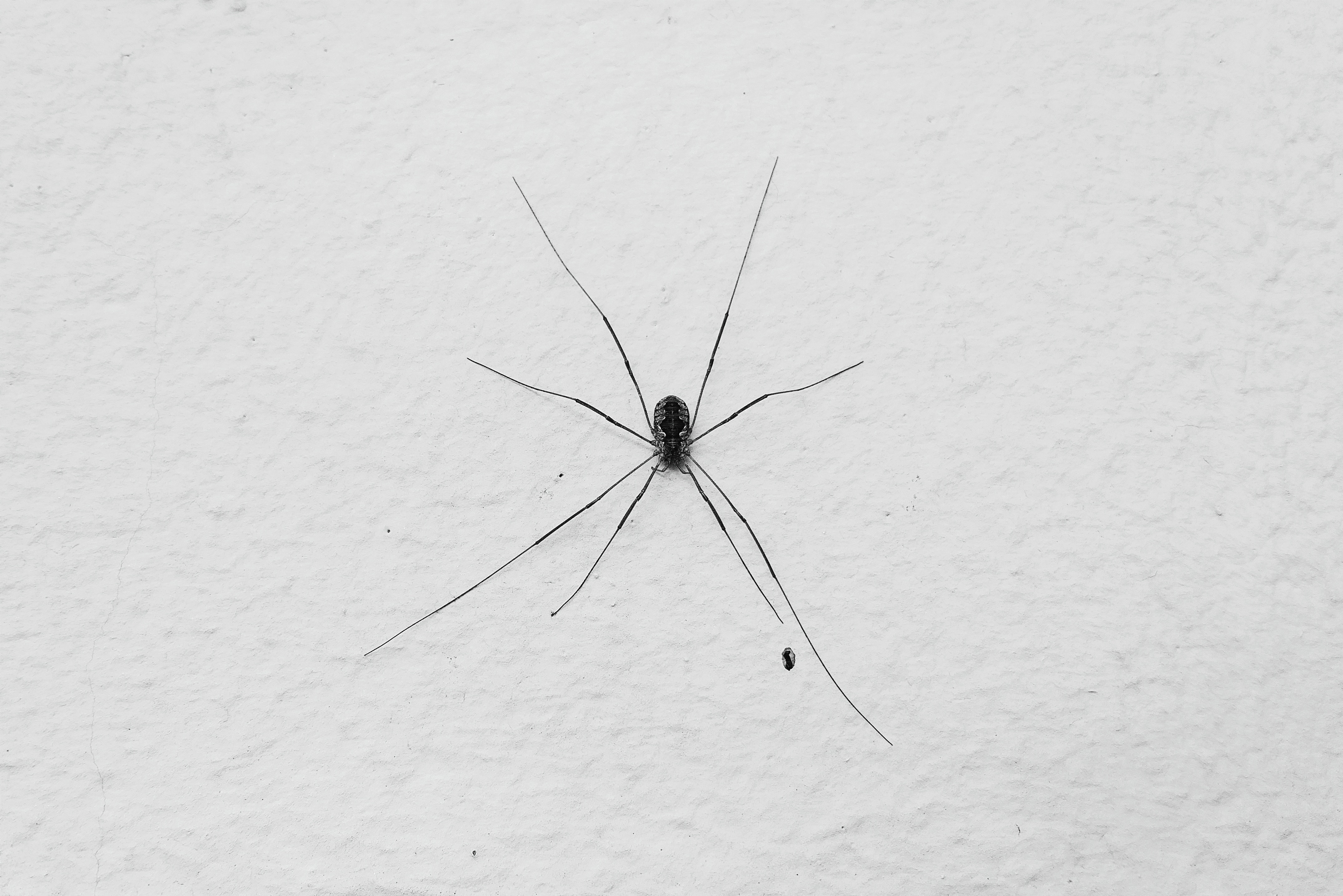 4310x2870 Free of animal, anxiety spider, arachnid, Desktop