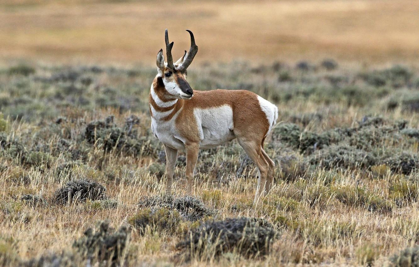 1340x850 Wallpaper horns, mammal, antelope, pronghorn image, Desktop