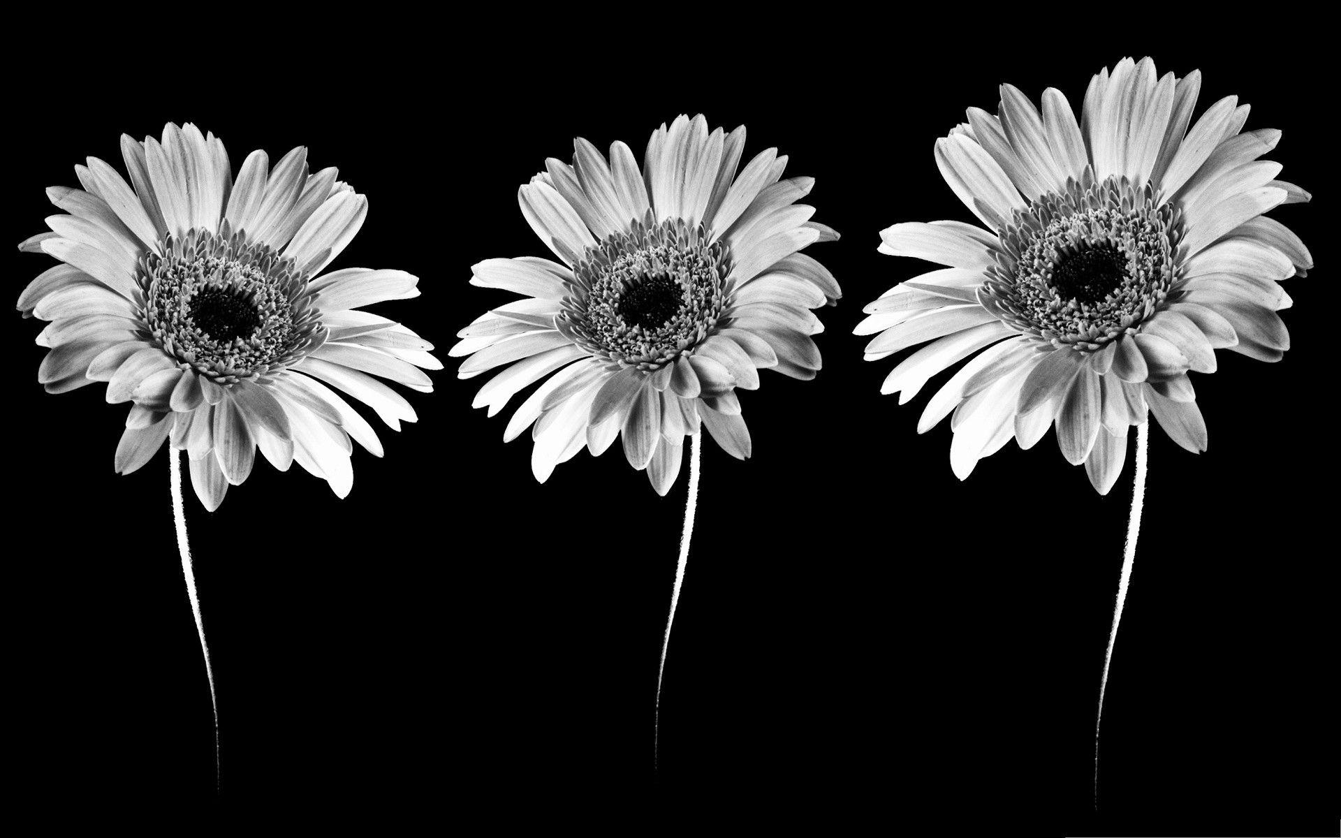 1920x1200 Black and White Flower Wallpaper, Desktop