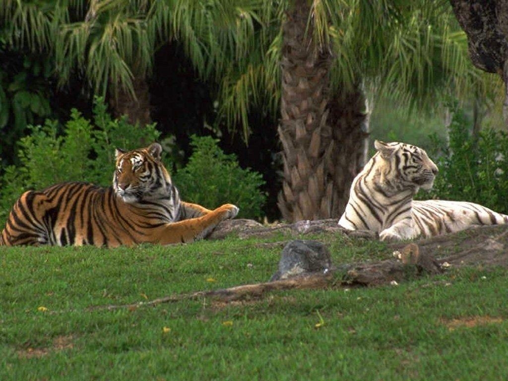 1030x770 White and Bengal tiger wallpaper, Desktop