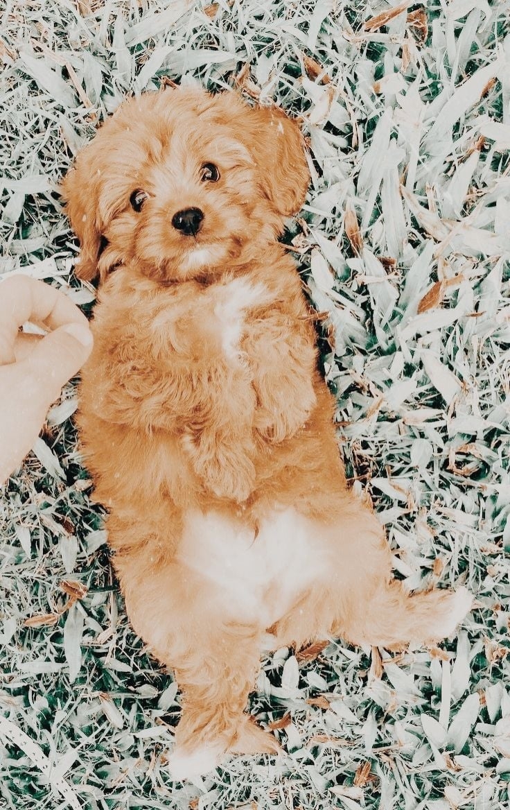 740x1170 Gallery. Peachy Preppy Summer. VSCO. Cute Wild Animals, Cute Baby Dogs, Really Cute Dogs, Phone