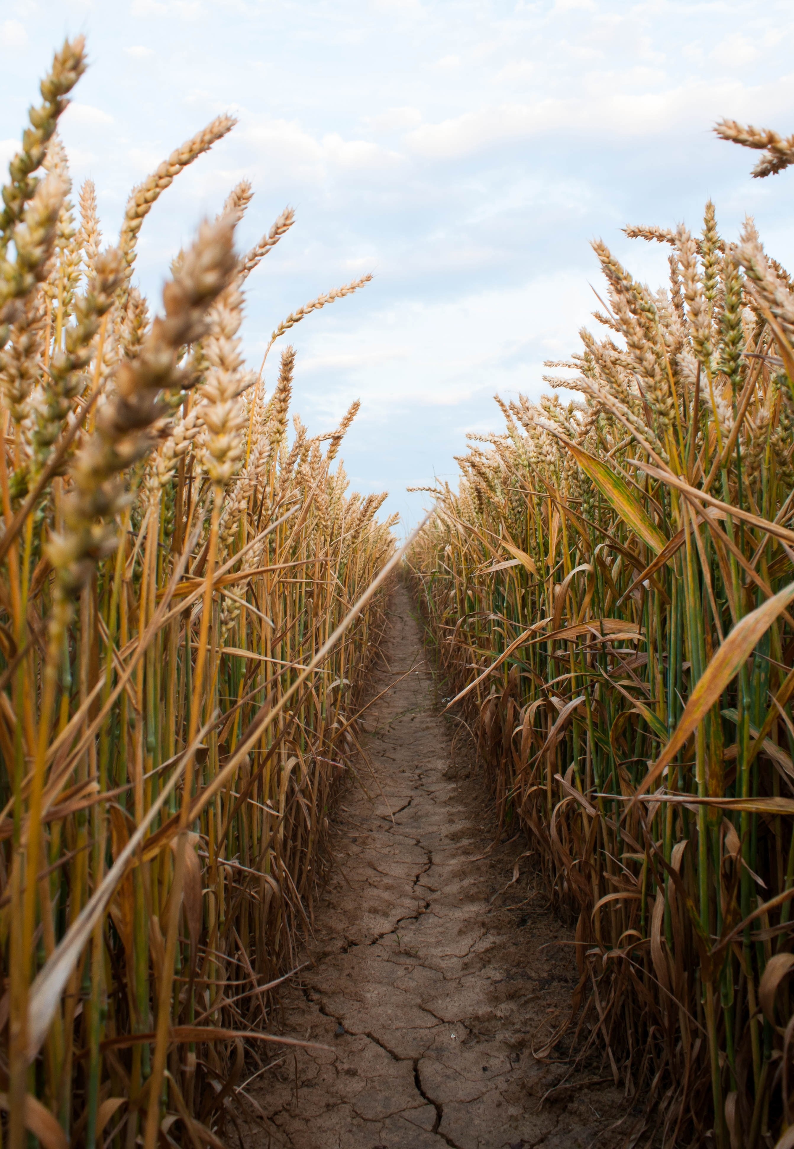 2690x3890 Wallpaper / wheat field crop and path HD 4k wallpaper free download, Phone