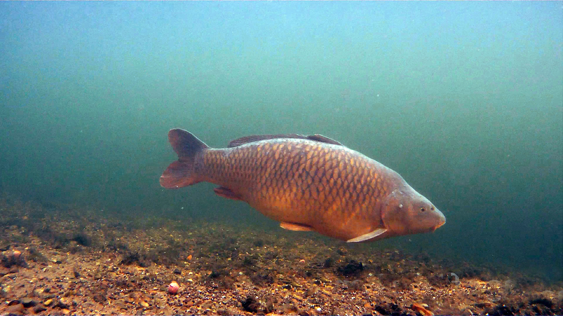 1920x1080 Carp Uw Cr Carp, Download Wallpaper on Jakpost, Desktop