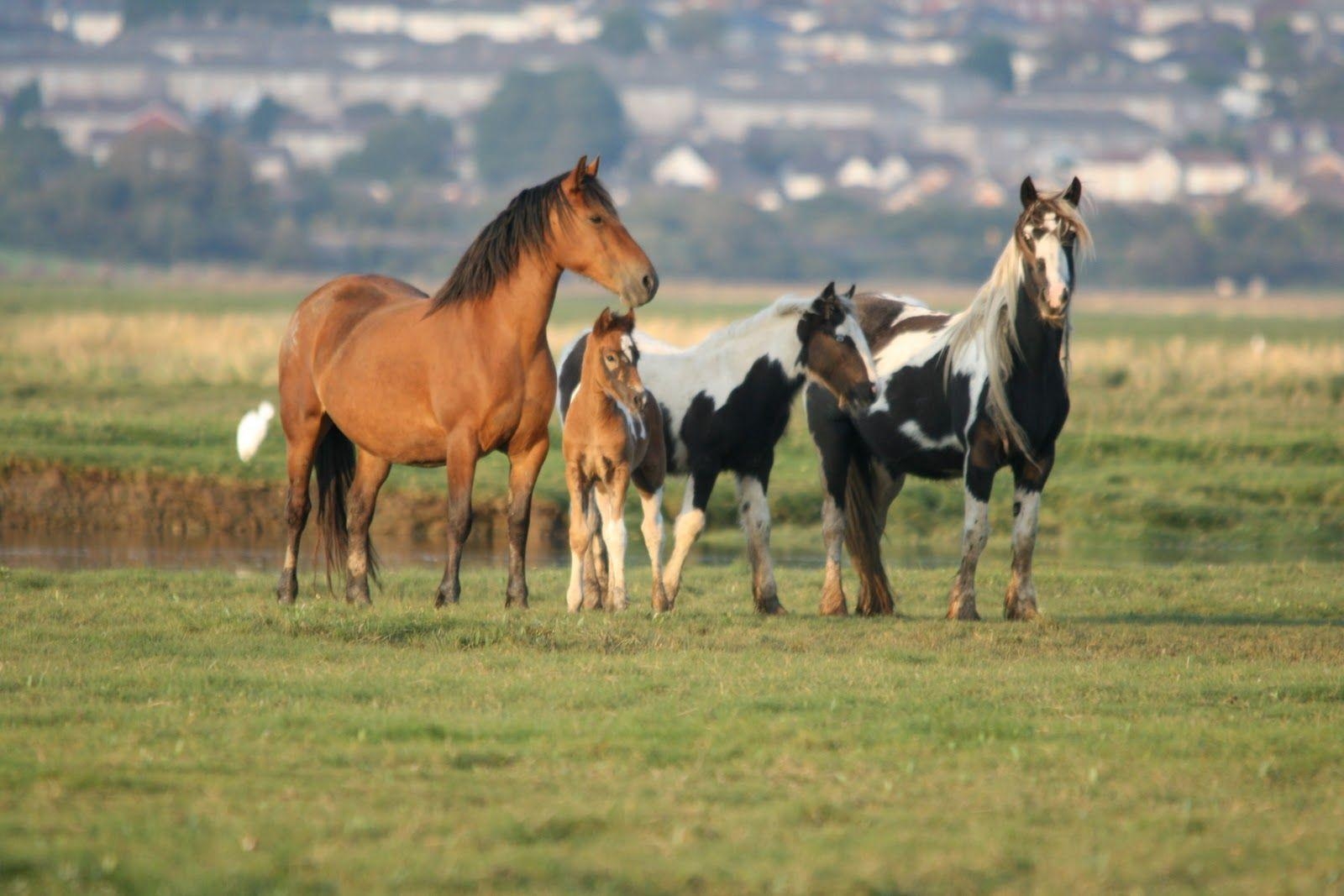 1600x1070 wild horses wallpaper. Zone Wallpaper Background, Desktop