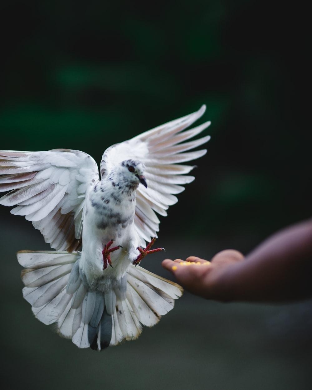 1000x1250 rock dove flying beside hand photo, Phone