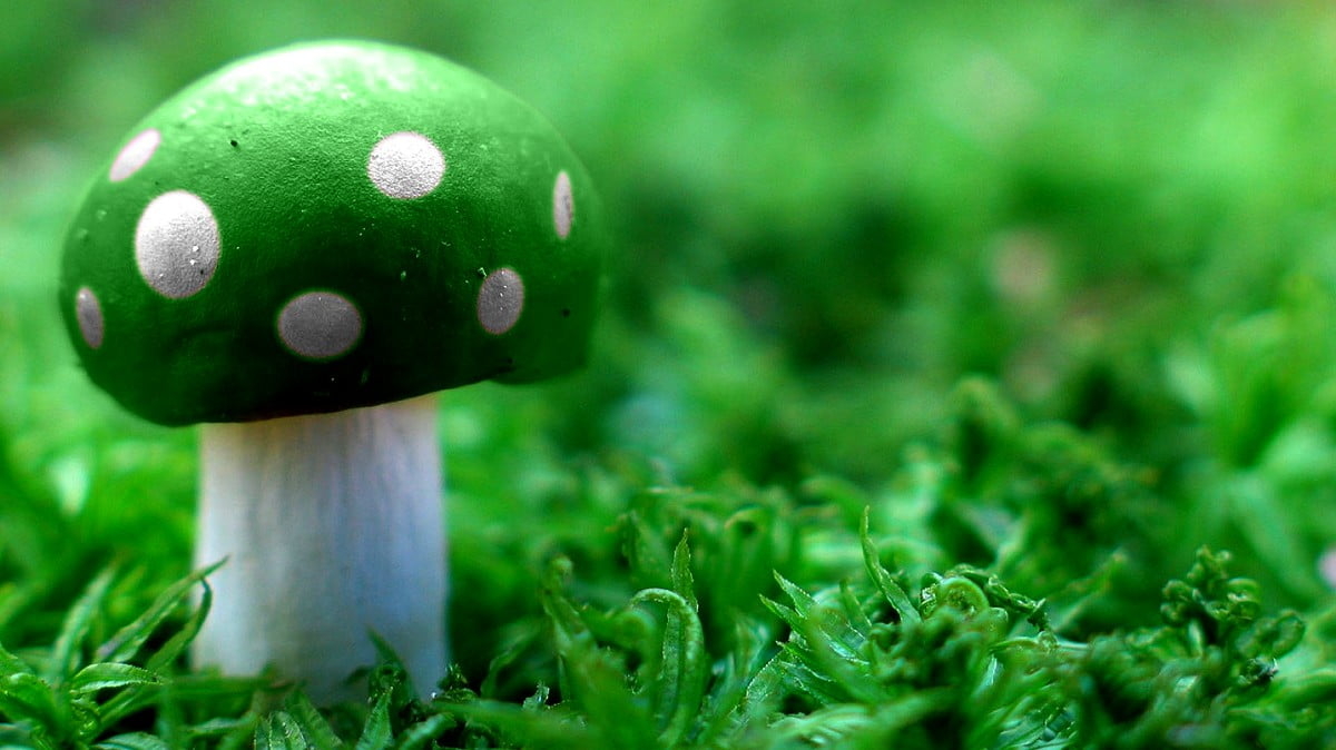 1200x680 Graphic Art, Green, Mushroom wallpaper. Download Free pics, Desktop