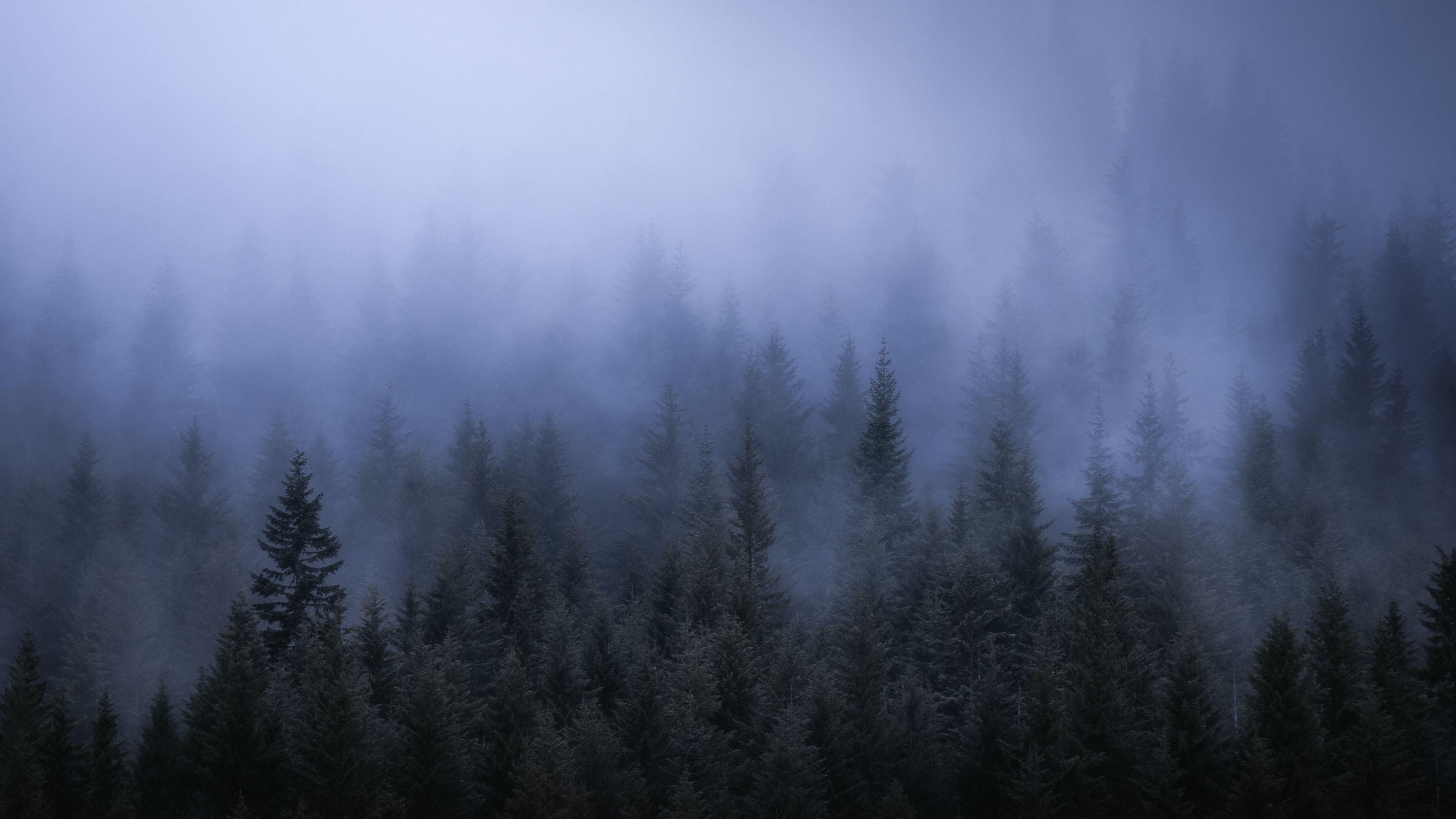 3840x2160 Wallpaper 4k Fog Dark Forest Tress Landscape 5k 4k Wallpaper, 5k, Desktop