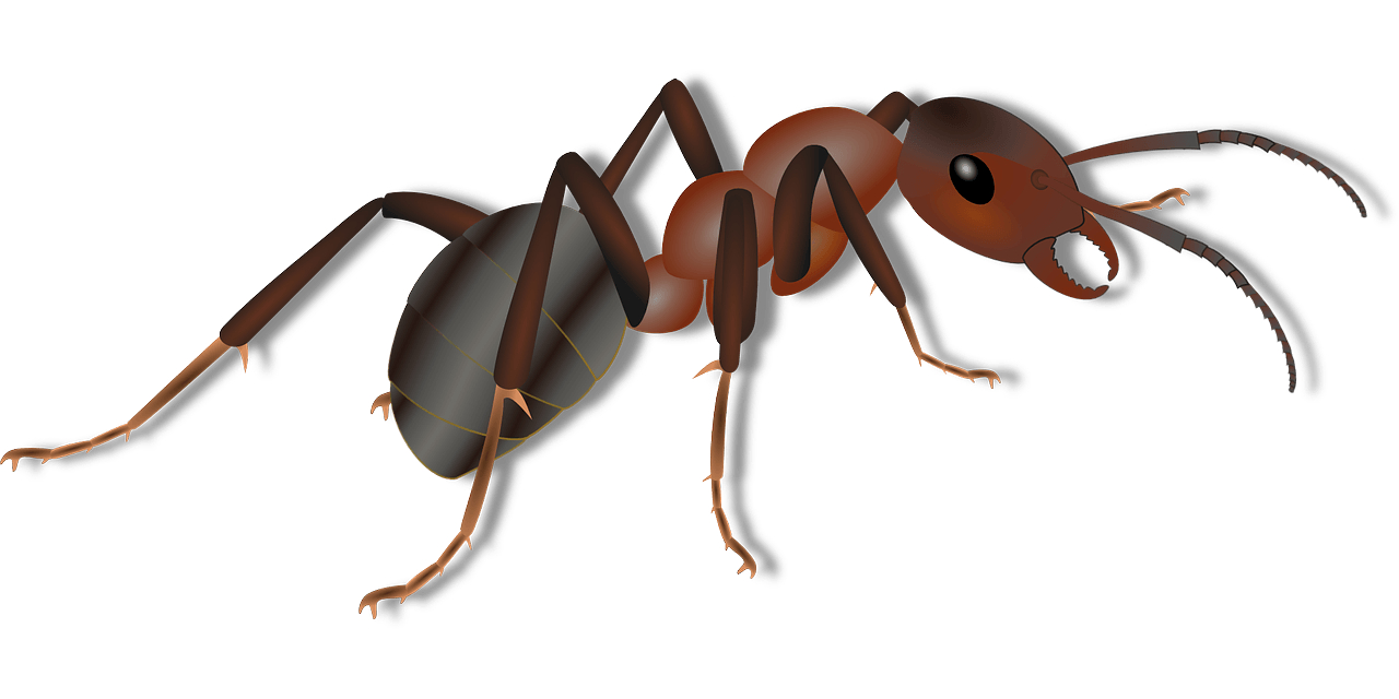 1280x640 Ant clipart carpenter ant, Ant carpenter ant Transparent, Dual Screen