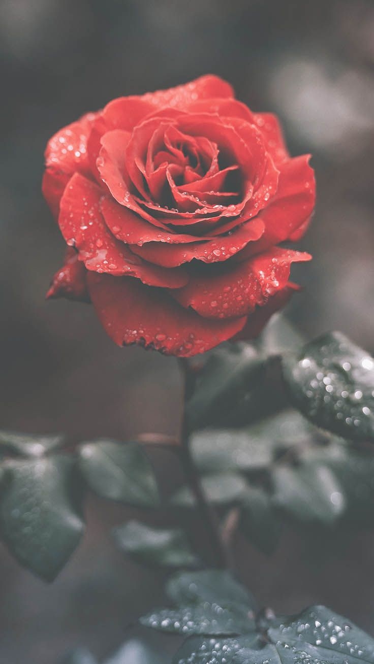 740x1310 Beautiful Roses Wallpaper Background For iPhone, Phone