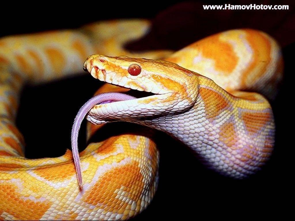 1030x770 Android Phones Wallpaper: Android Wallpaper Dangerous Snake, Desktop