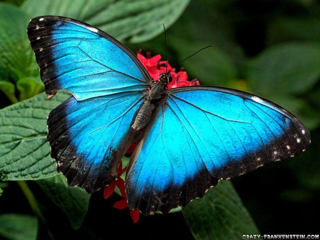 1030x770 Most Beautiful Butterflies Wallpaper, Desktop