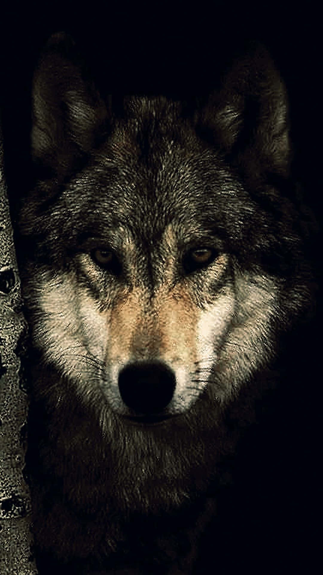 1080x1920 Wolf Phone Wallpaper, Phone