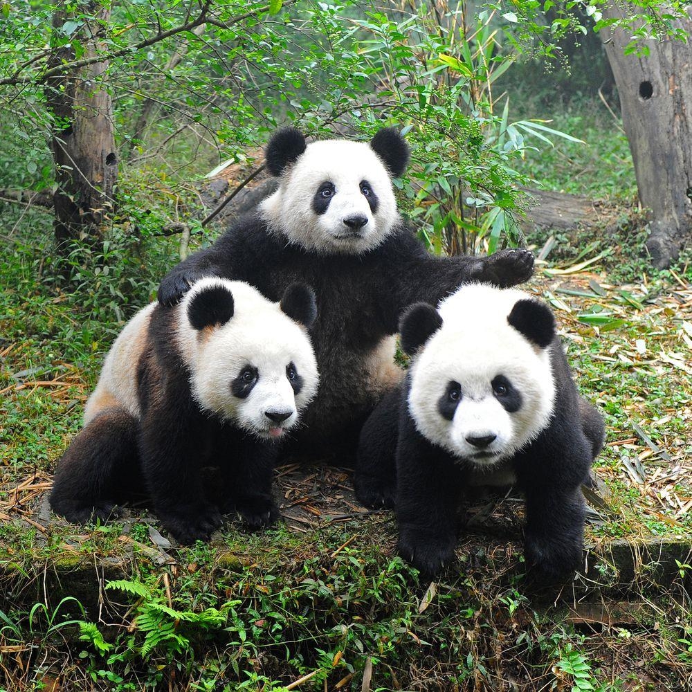 1000x1000 What's Wrong with Giant Pandas?, Phone