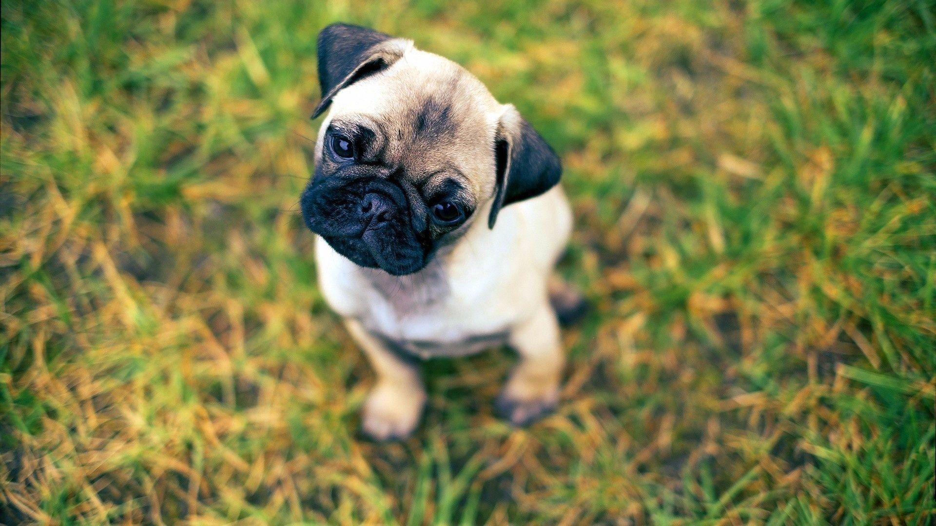 1920x1080 Pug Puppies, Desktop