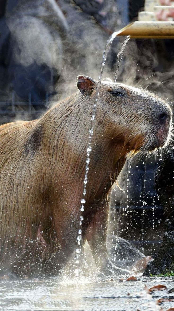 740x1310 Capybara Wallpaper Discover more Animal, Phone