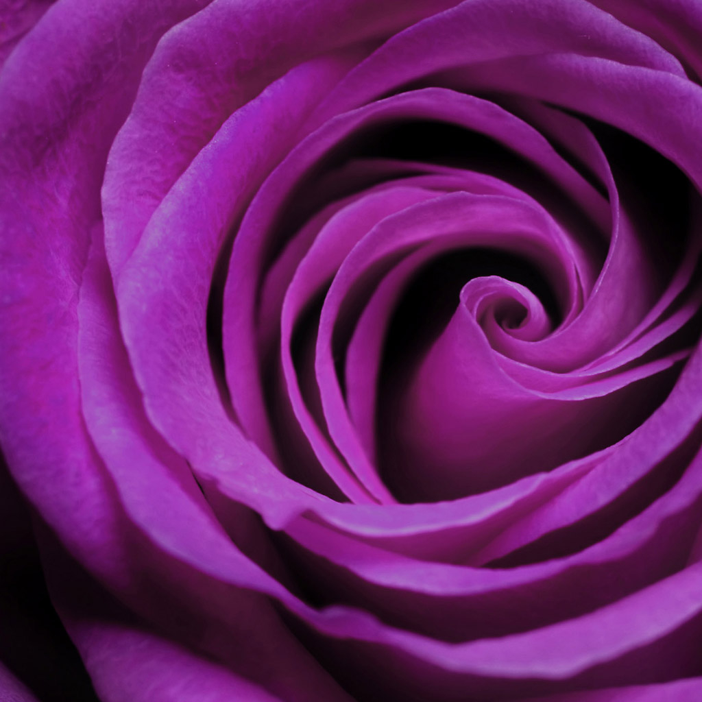 1030x1030 Free download Purple Rose bloom iPad Wallpaper iPad Background HD Wallpaper [] for your Desktop, Mobile & Tablet. Explore Purple Roses Background. Free Wallpaper of Purple Roses, Beautiful Purple, Phone