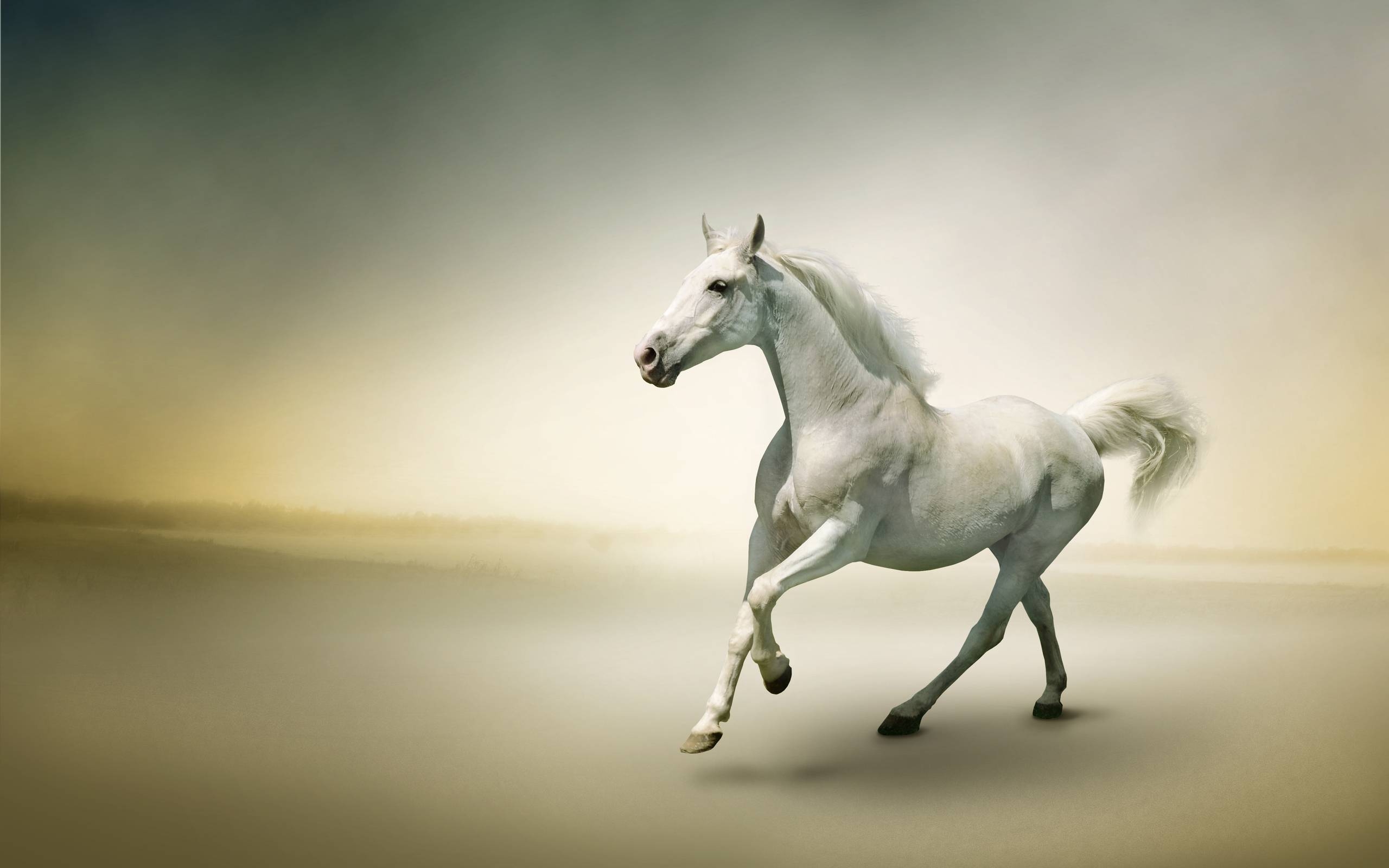 2560x1600 White Horse Photo Wallpaper, Desktop