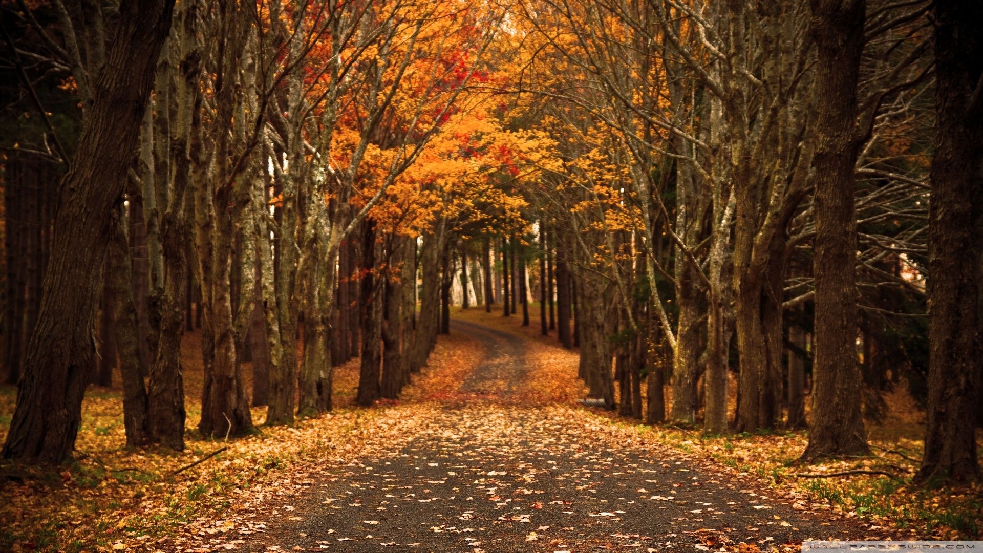 1920x1080 Free download Late Autumn Wallpaper  Late Autumn [] for your Desktop, Mobile & Tablet. Explore Autumn Wallpaper. Autumn Wallpaper Hd,  HD Autumn Wallpaper, 1920X1080 Bing Wallpaper Autumn, Desktop