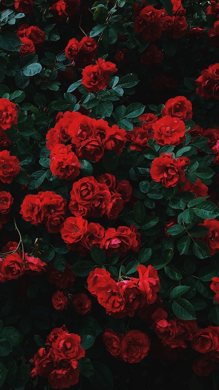 900x1600 Red roses, Red roses #wallpaper #iphone #android #background, Phone