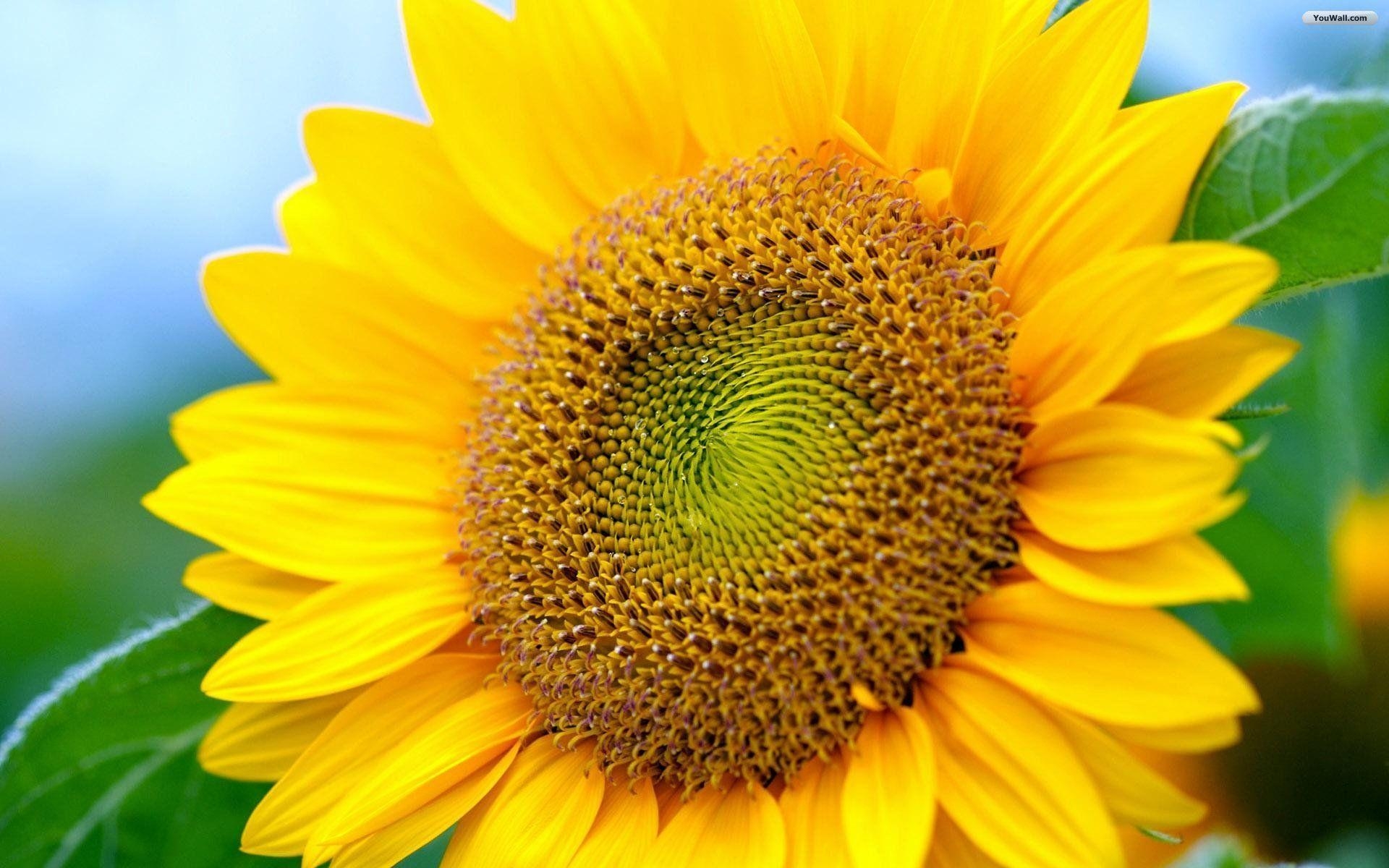 1920x1200 Sunflower computer wallpaper in vibrant colors, Desktop