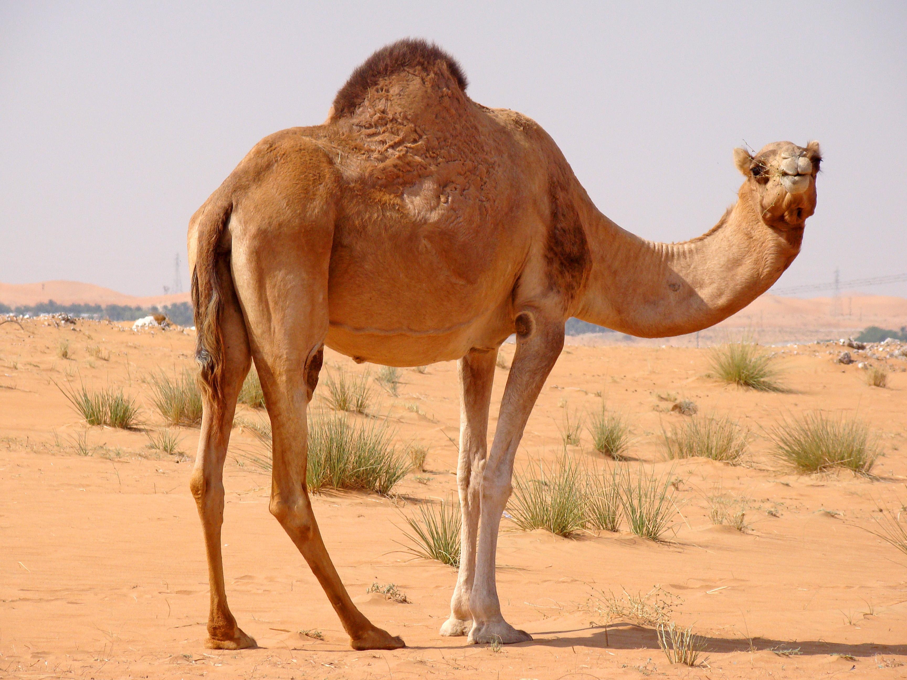 3460x2600 Camel Wallpaper 13 X 2592, Desktop