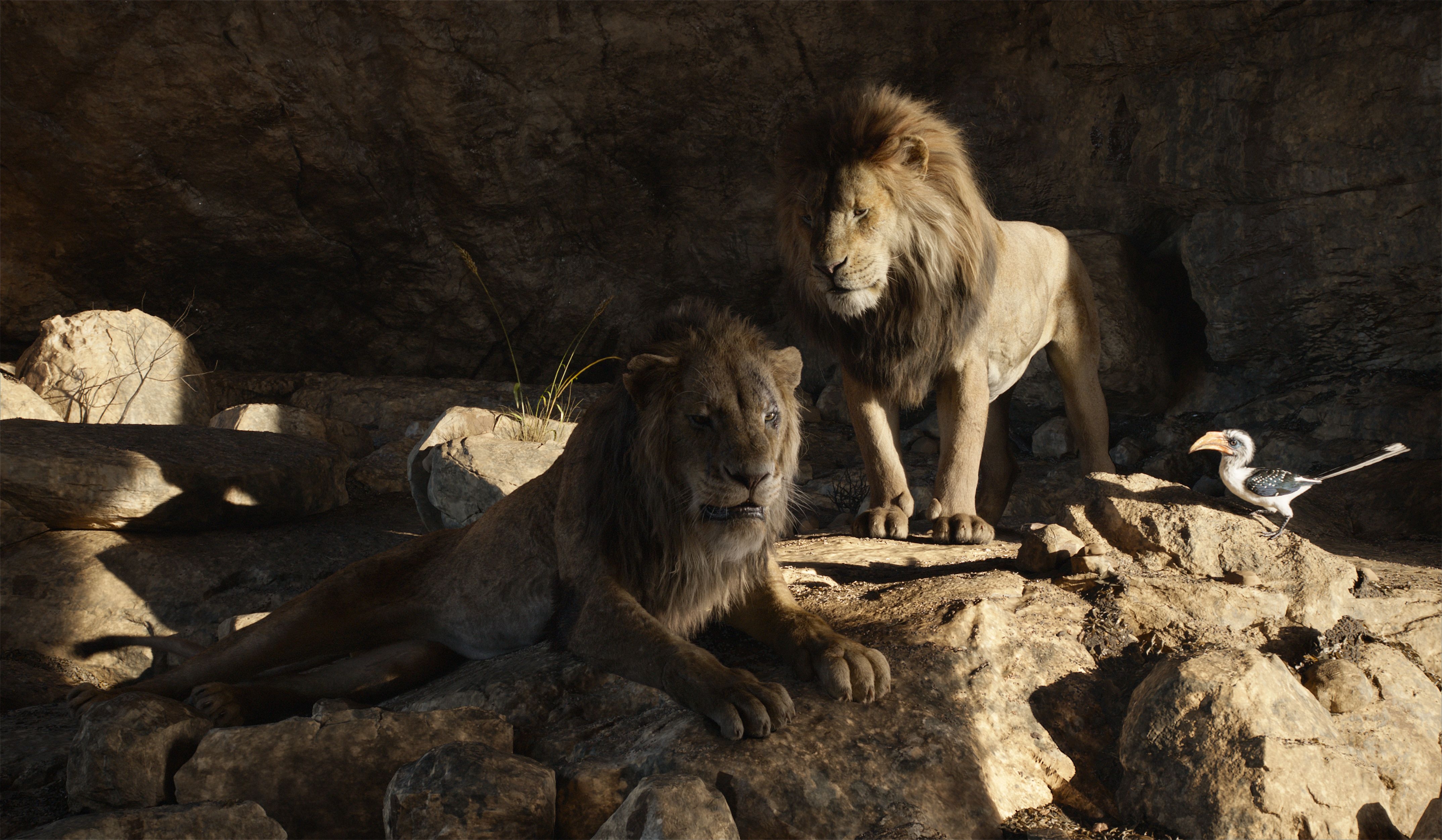 4300x2510 The Lion King (2019) 4k Ultra HD Wallpaper, Desktop