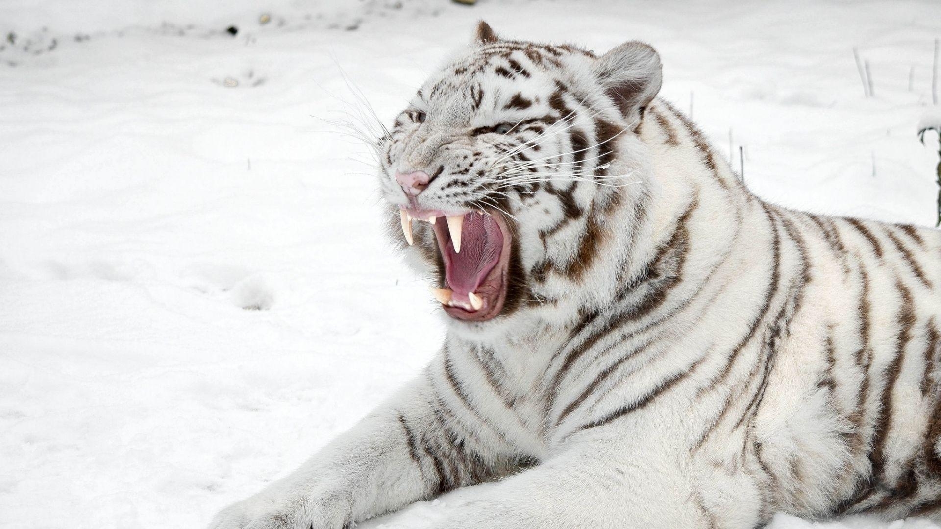 1920x1080 Download Wallpaper  White tiger, Snow, Predator, Mouth, Desktop