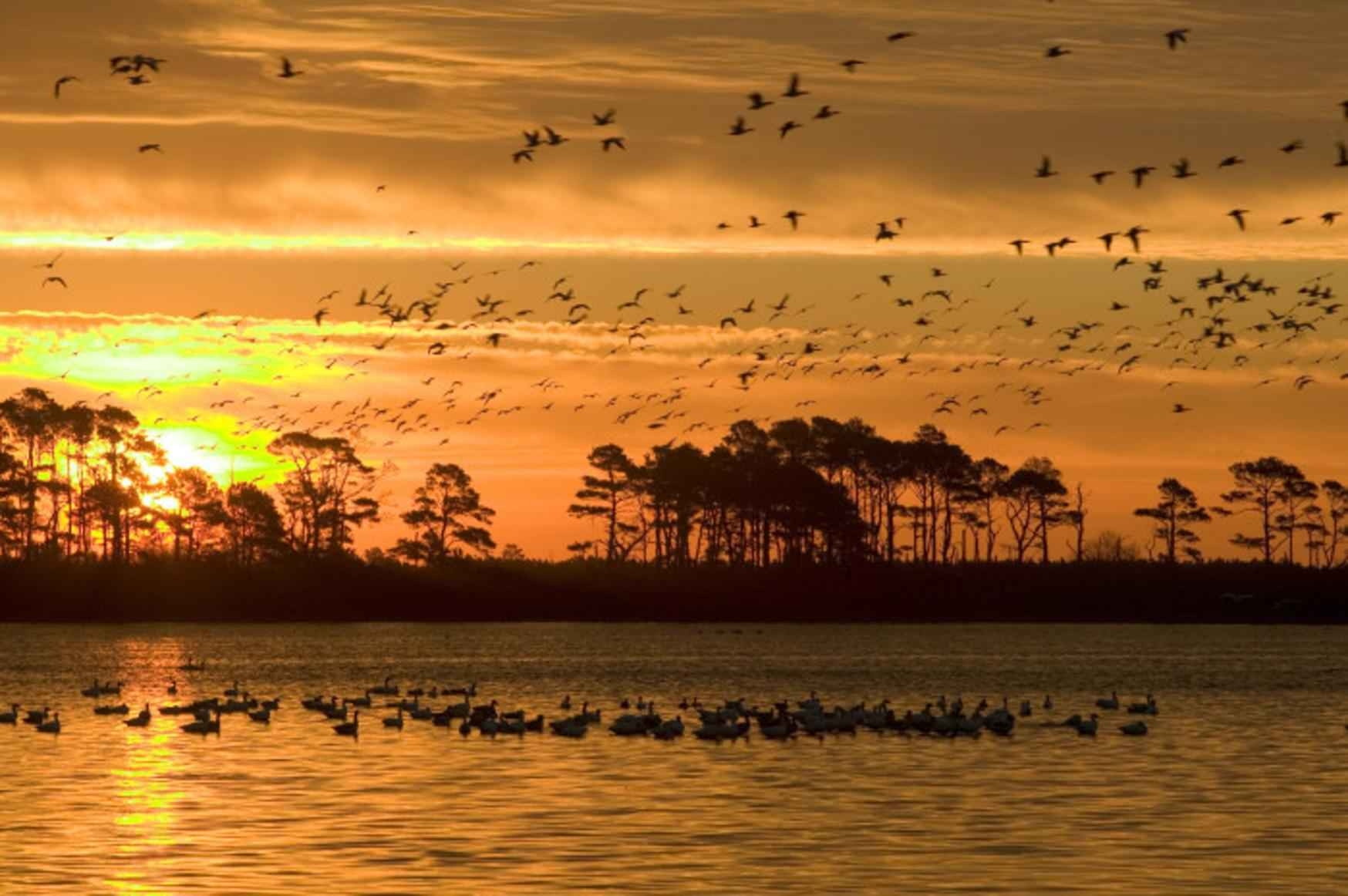 1750x1170 Waterfowl Flying, Desktop