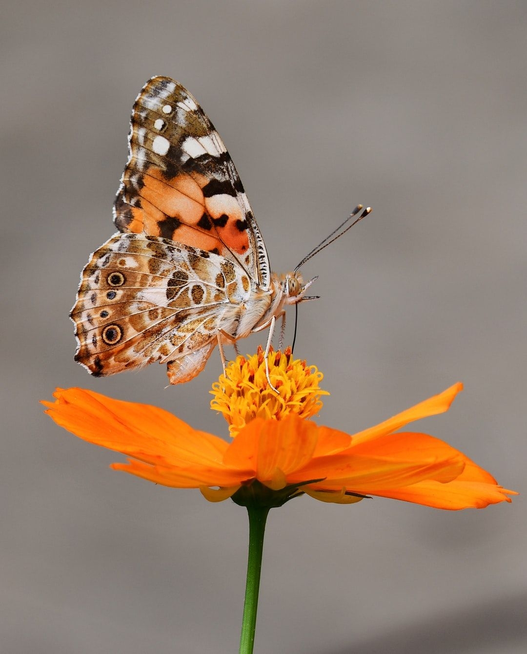 1080x1340 Butterfly Wallpaper: Free HD Download [HQ], Phone